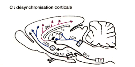 Désynchronisation corticale