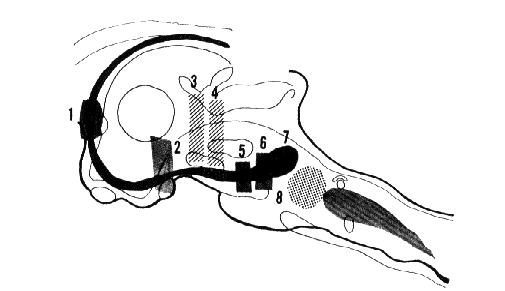 Schematic representation of the neuralstructures responsible for RPS