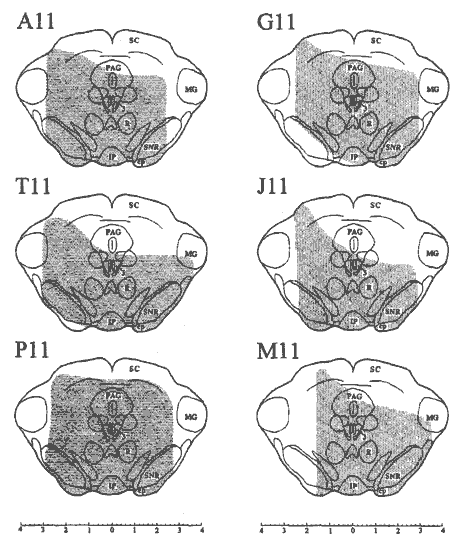 Frontal representations of the mesencephalic transections in six rats